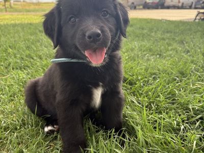 Adorable Golden Retriever Cross Puppy