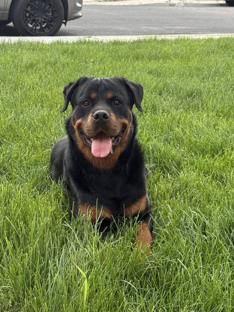 AKC Registered Rottweiler for stud