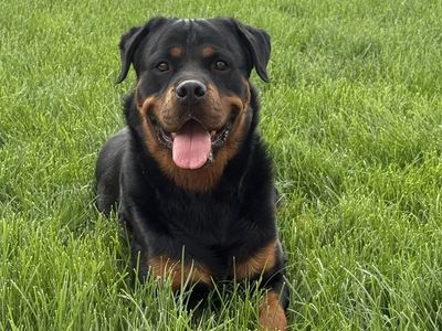 AKC Registered Rottweiler for stud