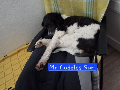 Looking for new home - Cuddles