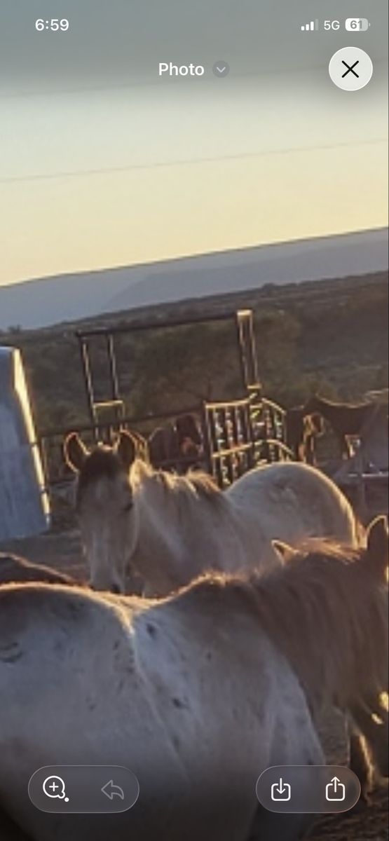 Buckskin and big creamelo yearlings