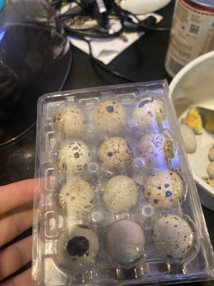 Fresh Quail Eggs - Speckled Eggs quail eggs