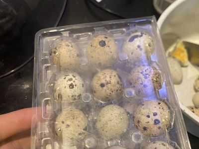 Fresh Quail Eggs - Speckled Eggs quail eggs