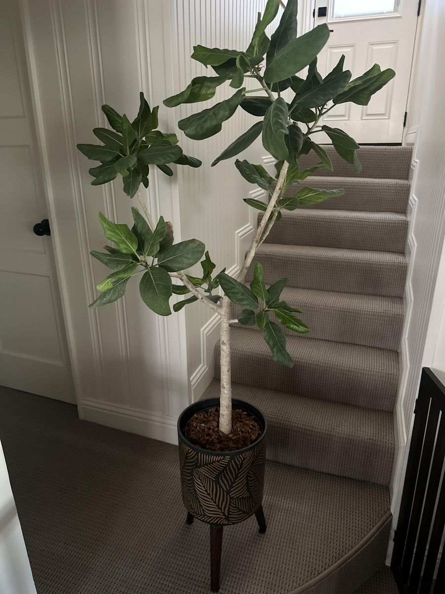 Banyan House Plant