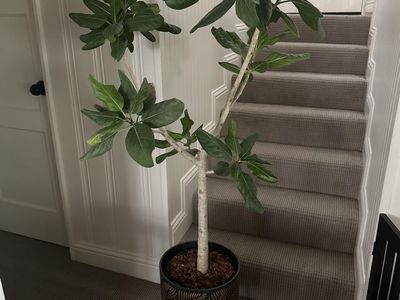 Banyan House Plant