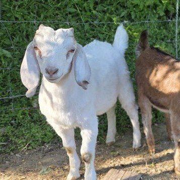 goats, weed eaters, meat goats, bucklings or wethers
