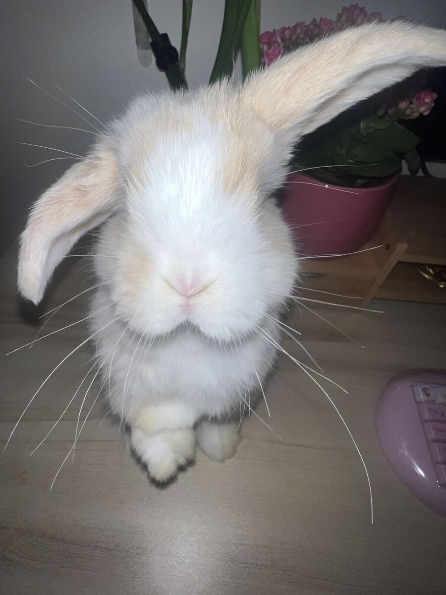 Adorable Cream Blue Fawn Holland lop girl