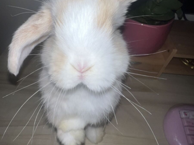 Adorable Cream Blue Fawn Holland lop girl