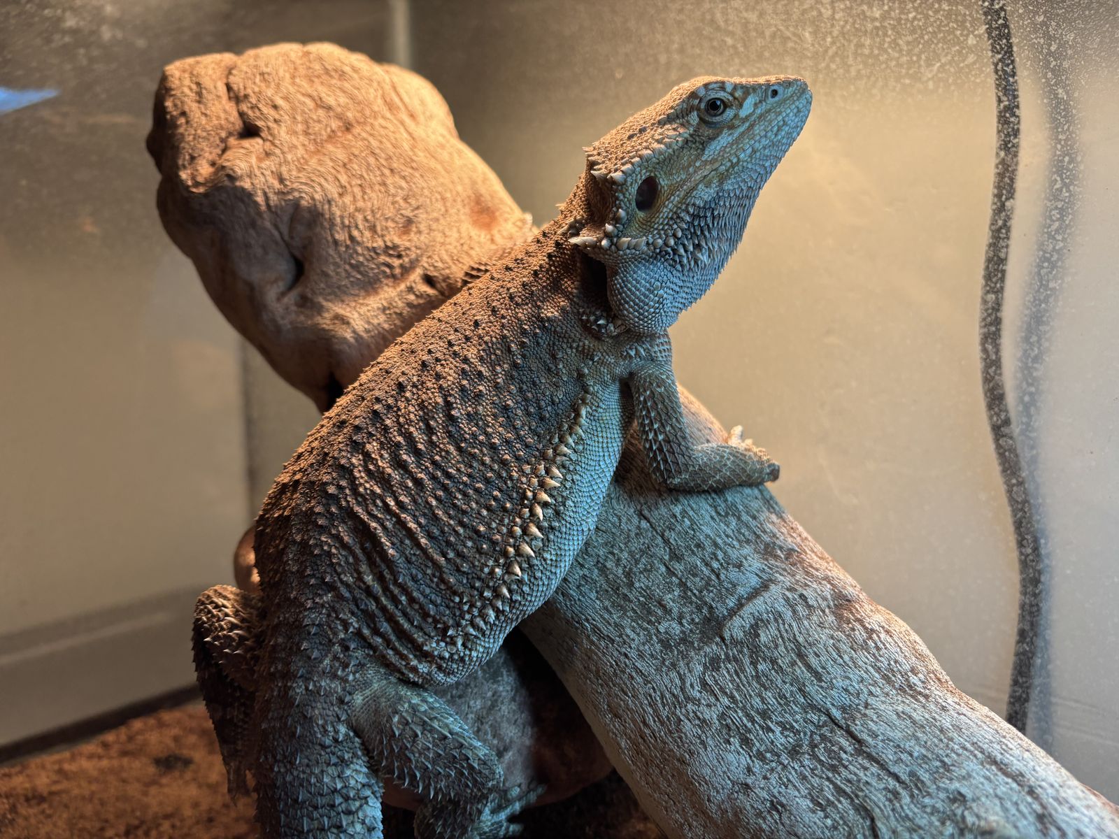 Bearded Dragon with Everything!