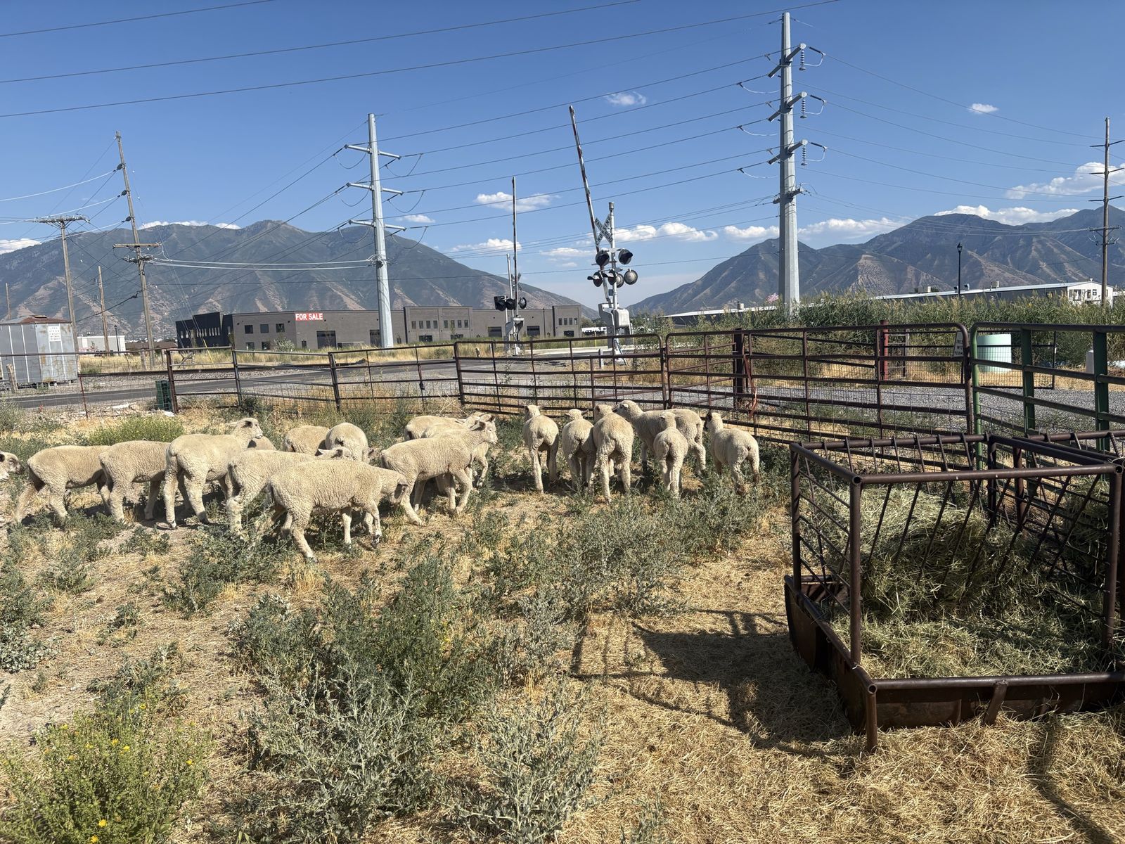 Feeder lambs 