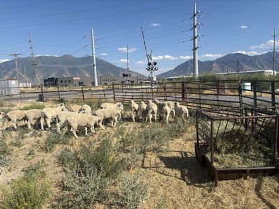 Feeder lambs