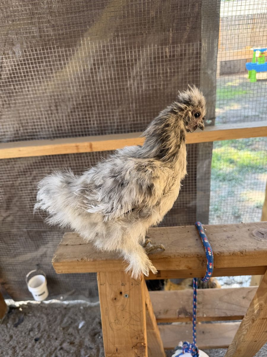 Silkie Laying Hen 