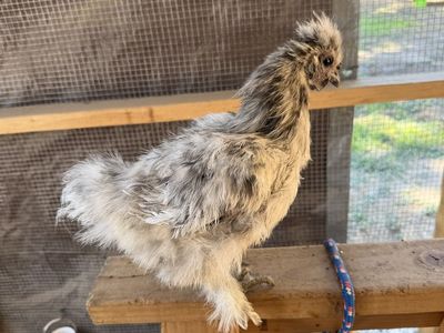 Silkie Laying Hen