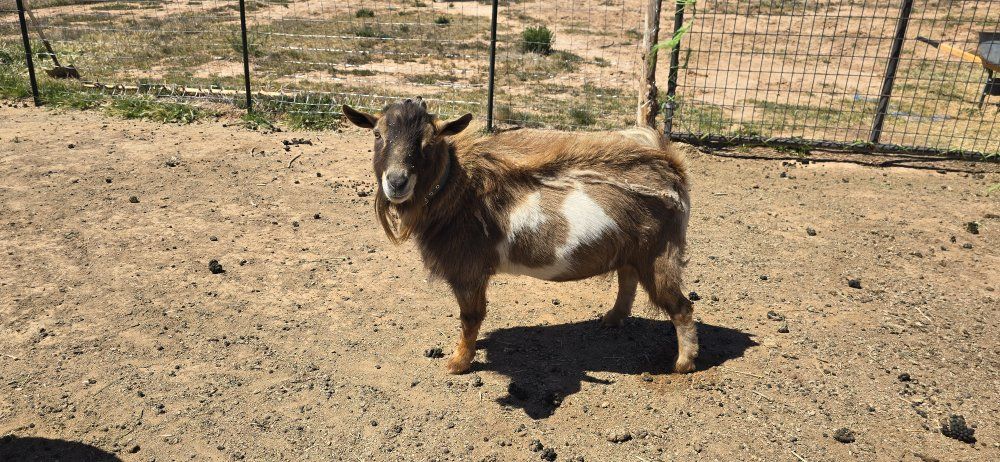 ADGA Nigerian dwarf buck