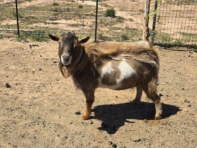ADGA Nigerian dwarf buck