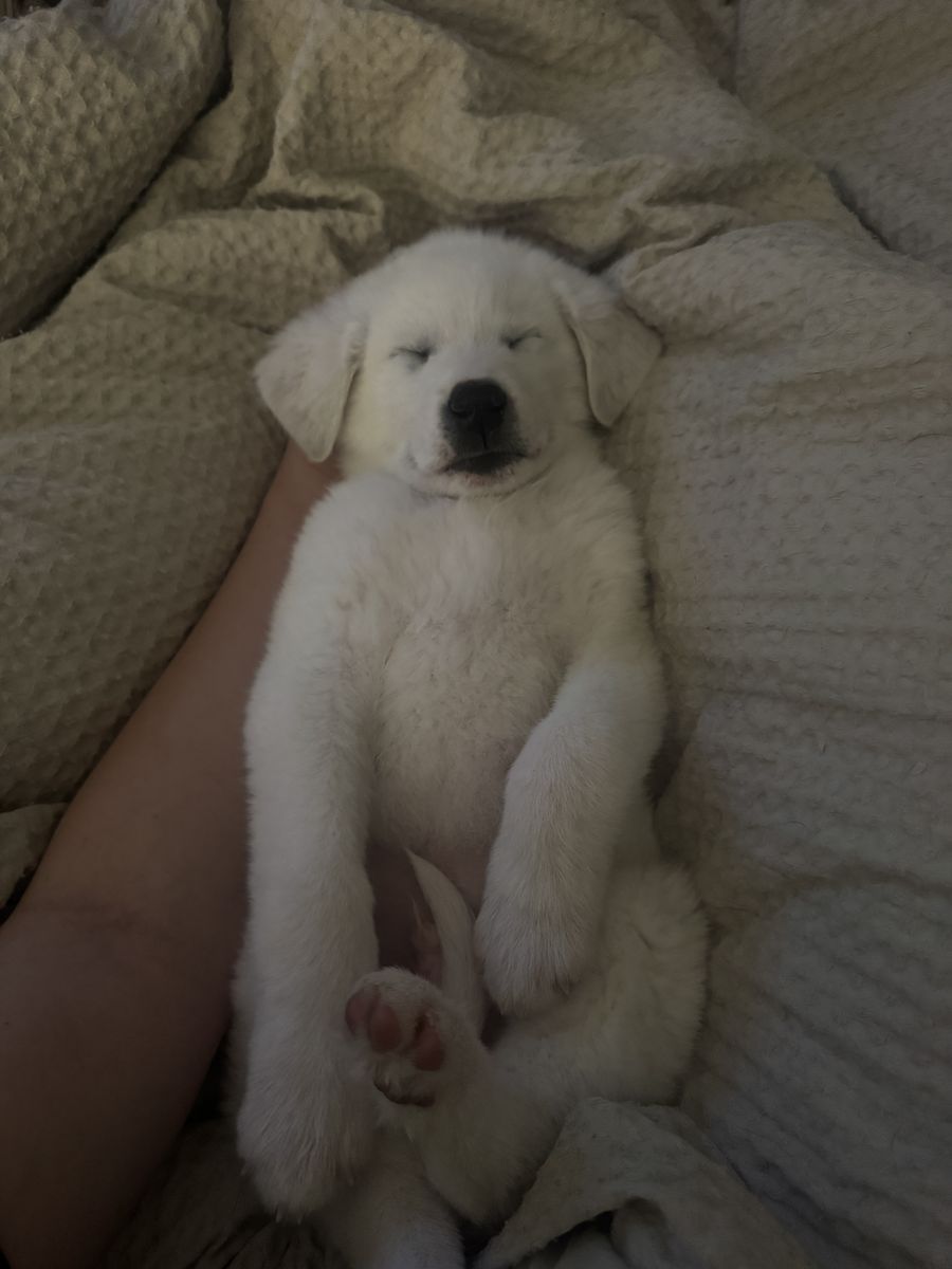 Great Pyrenees Puppy