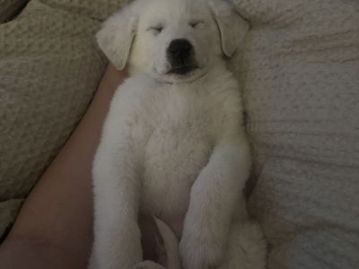 Great Pyrenees Puppy