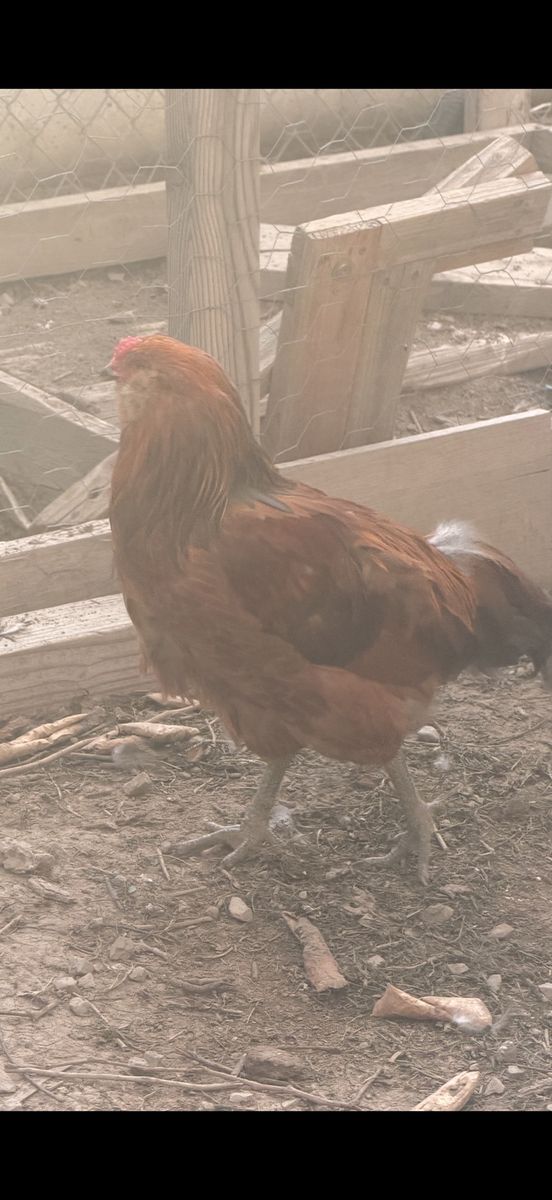 Healthy Live Rooster for Sale - Farm Raised