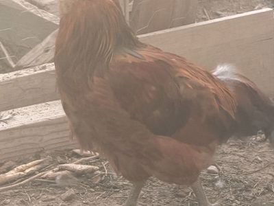 Healthy Live Rooster for Sale - Farm Raised