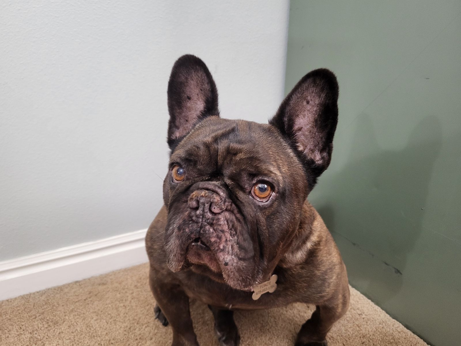 Free French Bulldog