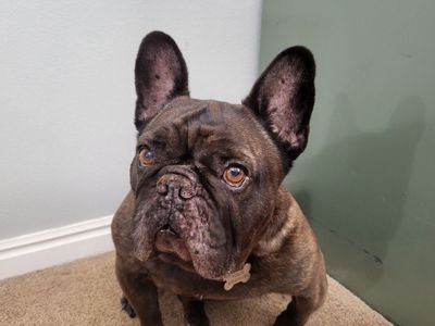 Free French Bulldog