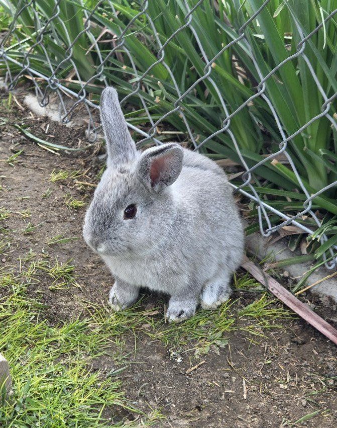 male bunny