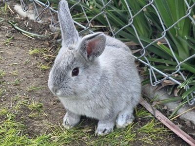 male bunny
