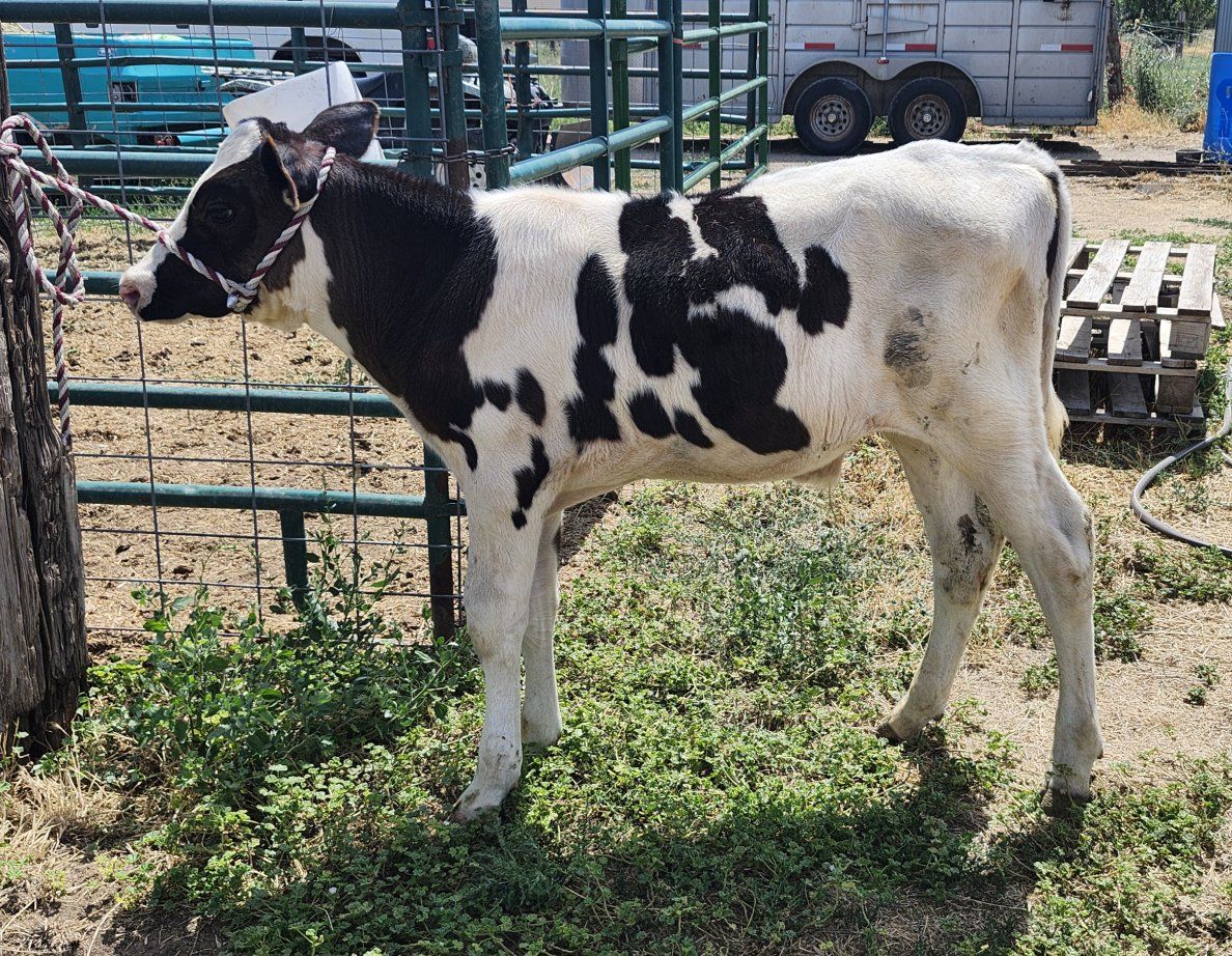 holstein steer calf