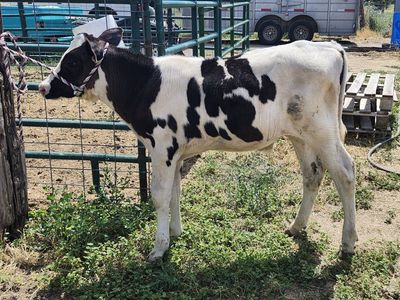 holstein steer calf