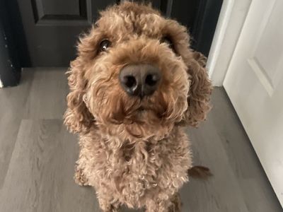 Golden doodle