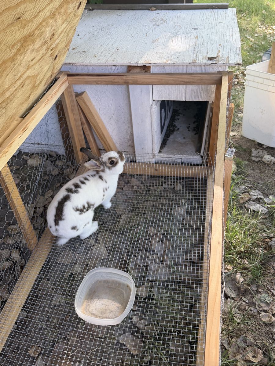 FREE Rabbit Needing New Home