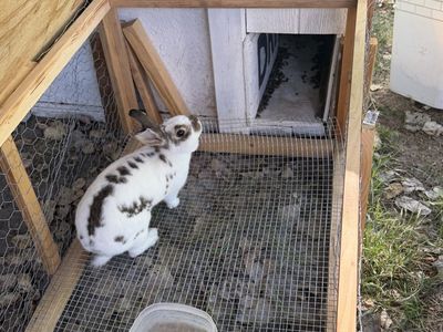 FREE Rabbit Needing New Home