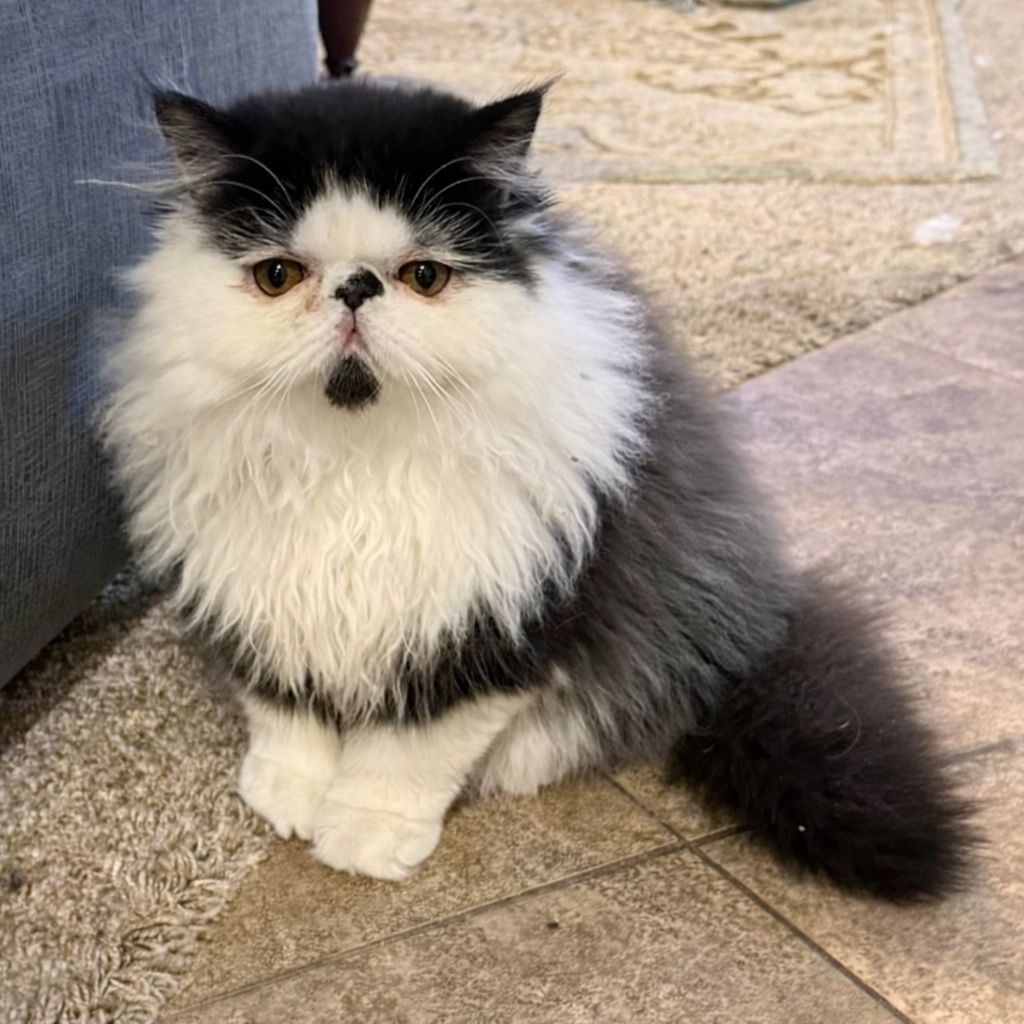 Persian In Need Of Home! 1 year old