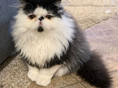 Persian In Need Of Home! 1 year old