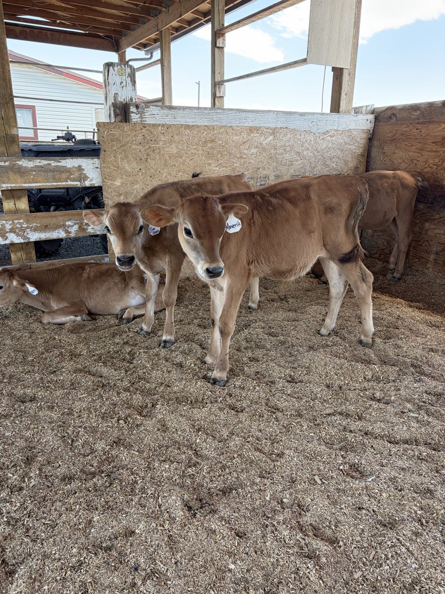 Jersey Calves