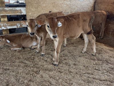 Jersey Calves