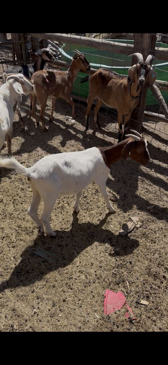 EXPOSED DAIRY CROSS NANNYS