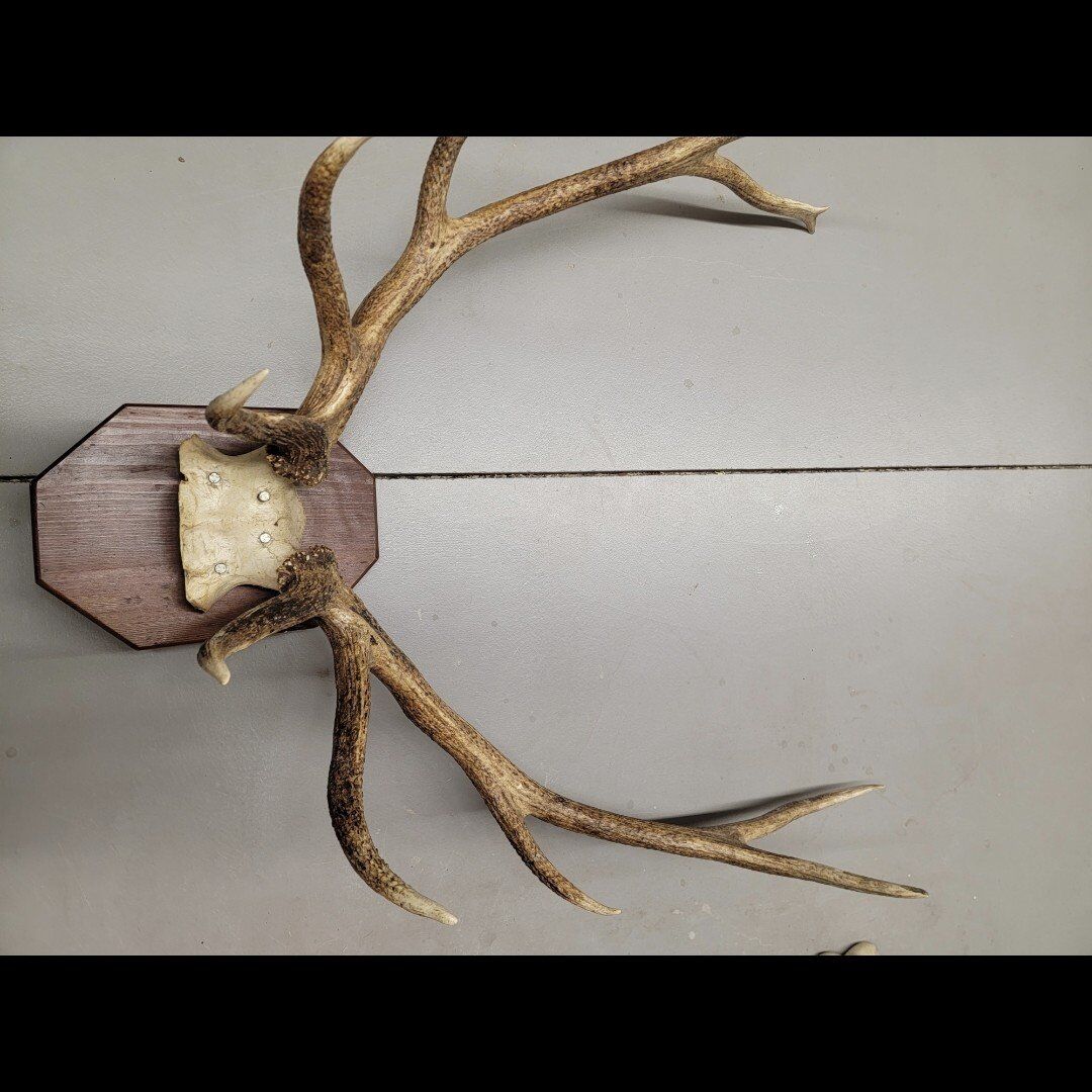 elk horns.