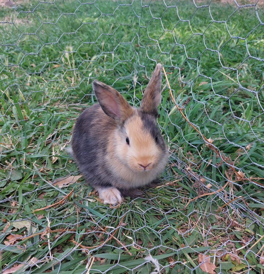 2 Bonded Baby Bunnies- Pure Mini Rex
"Flint and Steel"