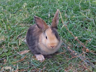 2 Bonded Baby Bunnies- Pure Mini Rex
"Flint and Steel"