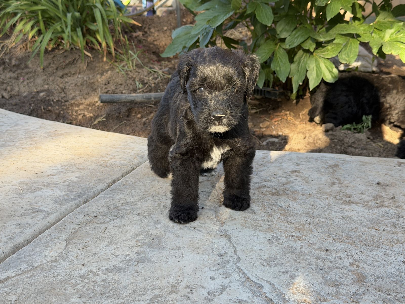 Hypoallergenic puppies