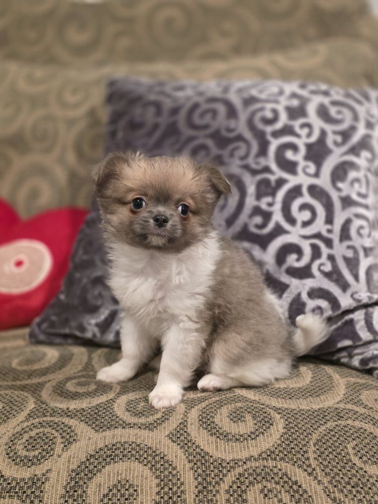 Adorable Fluffy Puppy