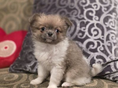 Adorable Fluffy Puppy