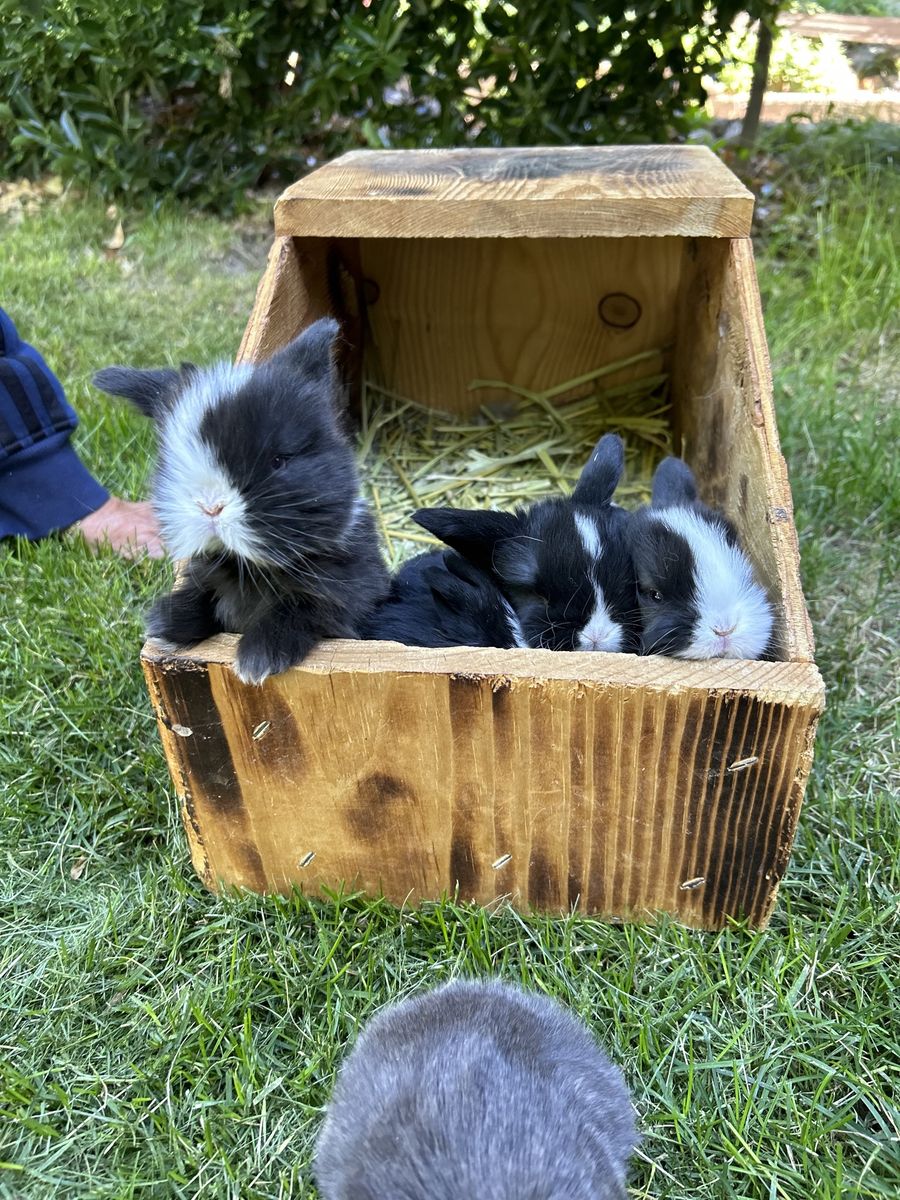 Holland lop babies!