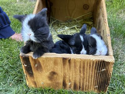 Holland lop babies!