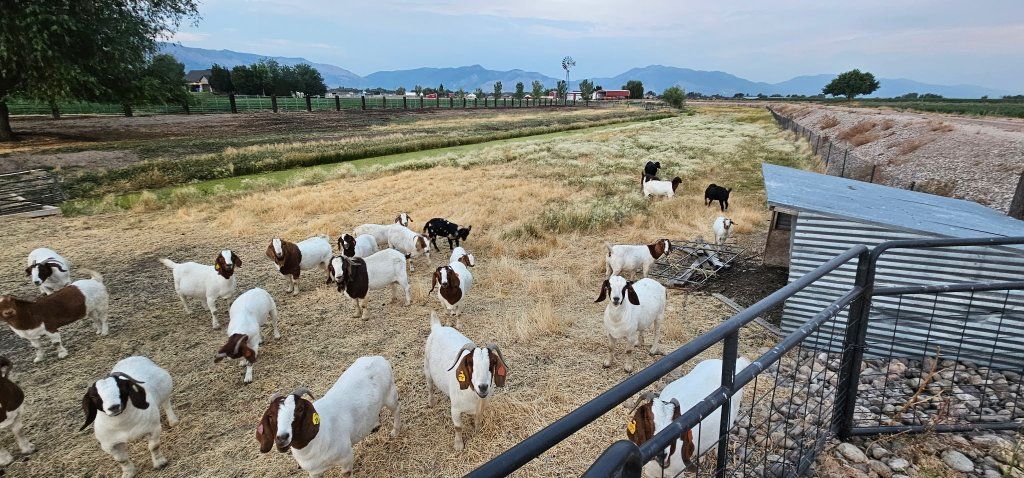 Boer Goats for Sale