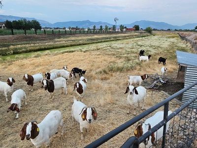 Boer Goats for Sale