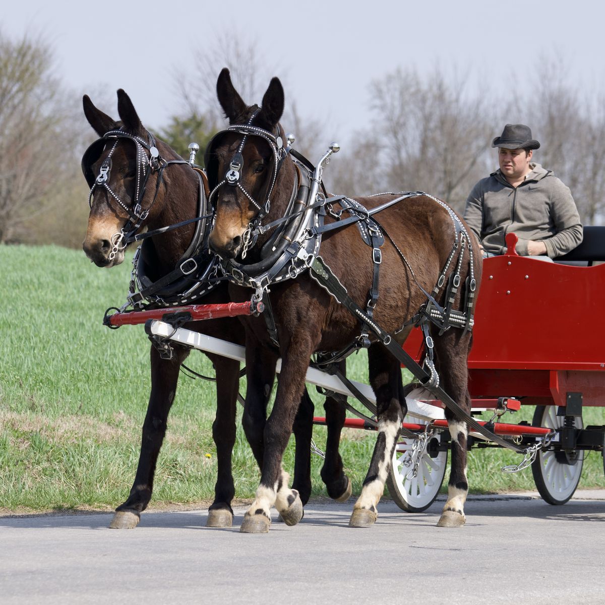 8 & 9 Yr old Mule Team - Mule DEAL of the YEAR