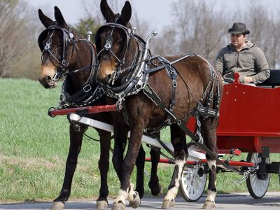 8 & 9 Yr old Mule Team - Mule DEAL of the YEAR