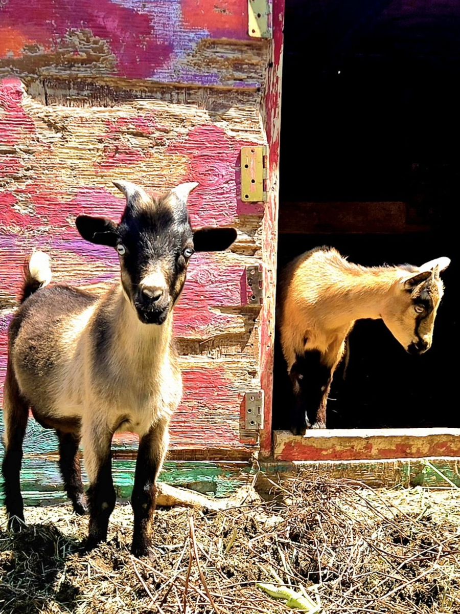 Blue-Eyed Female Nigerian Dwarf Milk Goat - American Goat Association